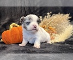 Sky - Female Chihuahua Puppy for Sale - Photo #12