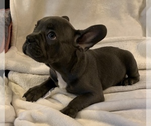 French Bulldog Puppy for sale in JOHNS ISLAND, SC, USA