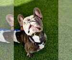 Small #7 French Bulldog
