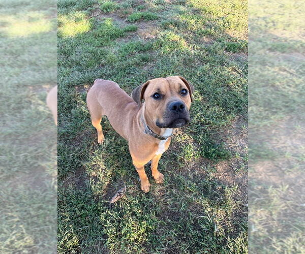 Medium Photo #6 Boxer-Unknown Mix Puppy For Sale in Evansville, IN, USA