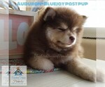Small Photo #30 Pomsky Puppy For Sale in RAMSEY, MN, USA