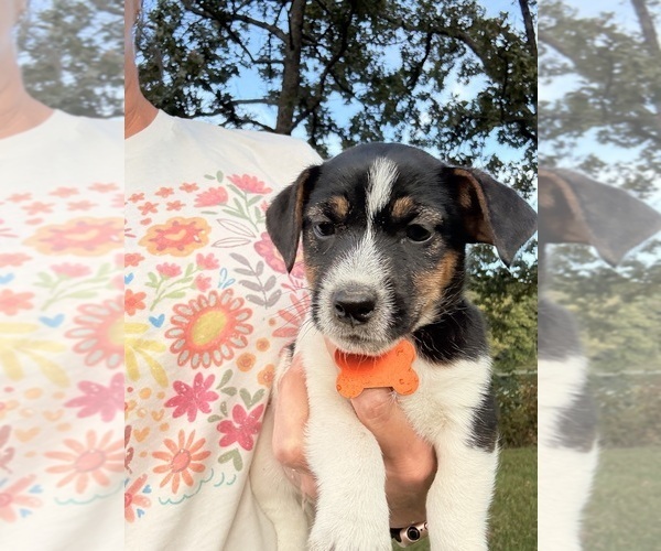Medium Photo #1 Jack Russell Terrier Puppy For Sale in FREEMAN, MO, USA