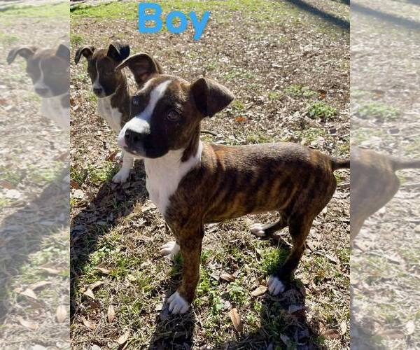 Medium Photo #2 Boxer Puppy For Sale in Dumont, NJ, USA