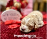 Small Photo #27 Goldendoodle (Miniature) Puppy For Sale in HALTOM CITY, TX, USA