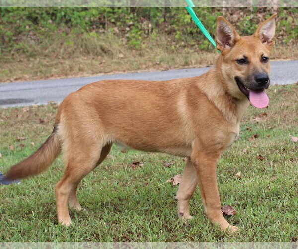 Medium Photo #2 Mutt Puppy For Sale in Prattville, AL, USA