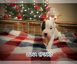 Small Photo #19 Dogo Argentino Puppy For Sale in MODESTO, CA, USA