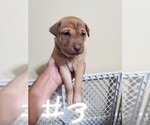 Small Photo #16 Phu Quoc (Vietnam Island) Ridgeback Puppy For Sale in HELOTES, TX, USA