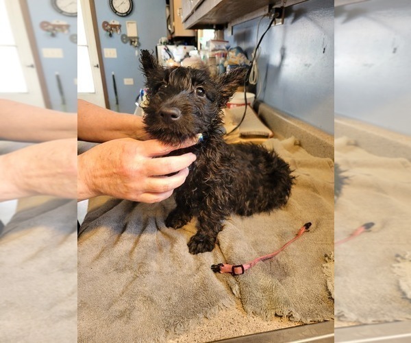 Full screen Photo #6 Scottish Terrier Puppy For Sale in NEOSHO, MO, USA