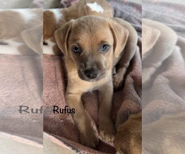 Medium Photo #3 Dachshund-Unknown Mix Puppy For Sale in Cave Creek, AZ, USA