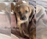 Small #2 Dachshund Mix