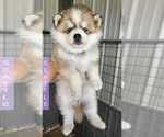 Small Photo #6 Pomsky Puppy For Sale in MIAMI, OK, USA