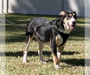 Xena - Female Border Collie-Rhodesian Ridgeback Mix Dog for Adoption - Photo #4