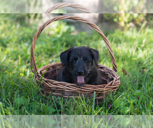 Scoodle Puppy for sale in SALEM, MO, USA