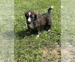 Small Photo #7 Aussiedoodle Puppy For Sale in VANCEBURG, KY, USA