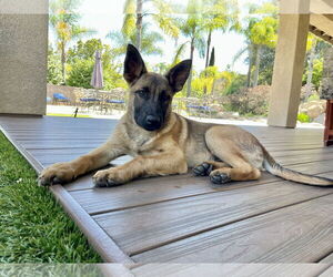 German Shepherd Dog Dogs for adoption in San Diego, CA, USA
