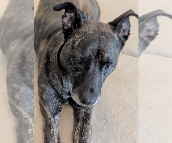 Medium Photo #6 American Staffordshire Terrier-Labrador Retriever Mix Puppy For Sale in Decatur, GA, USA