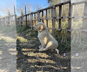 English Cream Golden Retriever Puppy for sale in STRASBURG, VA, USA