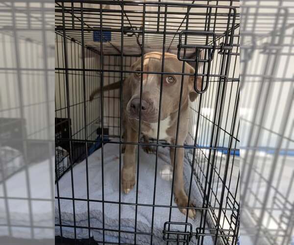 Medium Photo #5 Mutt Puppy For Sale in Rowlett, TX, USA