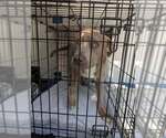 Small #4 Mutt
