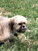 Small Photo #3 Shih Tzu Puppy For Sale in TYSONS, VA, USA