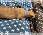Small Photo #257 Belgian Malinois Puppy For Sale in REESEVILLE, WI, USA