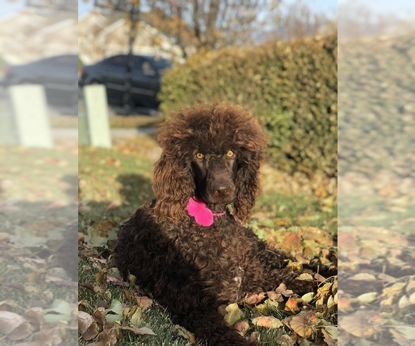Medium Photo #1 Poodle (Standard) Puppy For Sale in SARATOGA SPRINGS, UT, USA