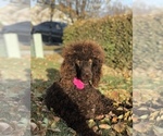 Small Photo #1 Poodle (Standard) Puppy For Sale in SARATOGA SPRINGS, UT, USA