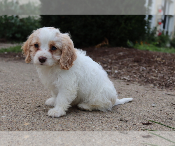 Medium Photo #1 Cavapoo Puppy For Sale in WEST SALEM, OH, USA