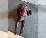 Small Photo #2 German Shorthaired Pointer Puppy For Sale in Corona, CA, USA