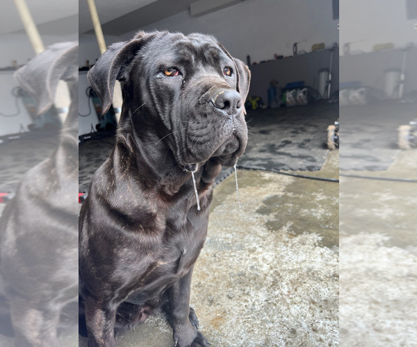 Medium Photo #1 Cane Corso Puppy For Sale in COLLINSVILLE, IL, USA