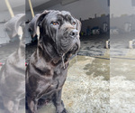 Small Photo #1 Cane Corso Puppy For Sale in COLLINSVILLE, IL, USA