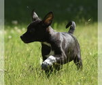 Small #8 Shepweiller