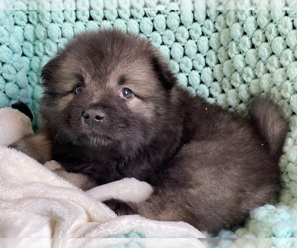 Medium Photo #1 Keeshond Puppy For Sale in COLORADO SPRINGS, CO, USA