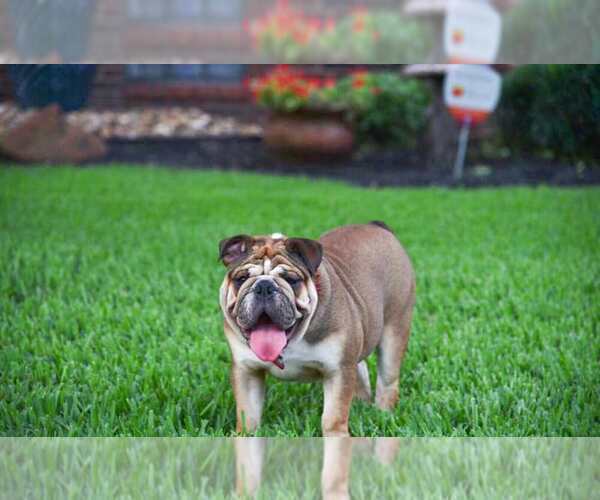 Medium Photo #6 Bulldog Puppy For Sale in HOUSTON, TX, USA