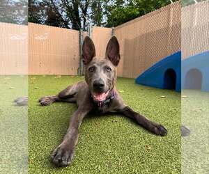 Mutt Dogs for adoption in Nazareth, PA, USA