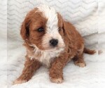 Small #3 Cavapoo