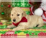 Small Photo #4 Goldendoodle Puppy For Sale in LANCASTER, PA, USA