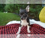 Small Photo #6 Chihuahua Puppy For Sale in HONEY BROOK, PA, USA