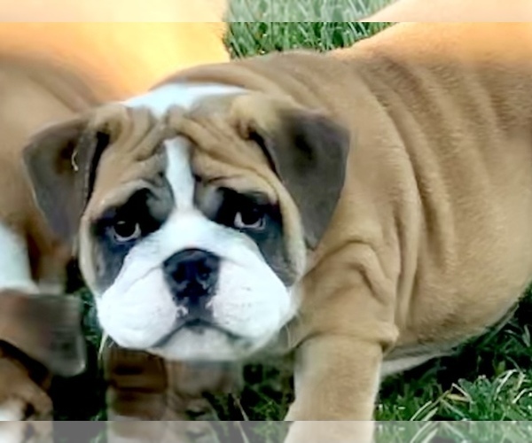 Medium Photo #7 Bulldog Puppy For Sale in NORCO, CA, USA