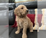 Small Photo #13 Goldendoodle Puppy For Sale in CEDAR HILL, TX, USA