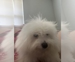 Puppy Puppy 2 Bichon Frise