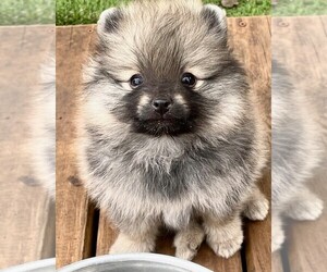 Pomeranian Puppy for sale in LISLE, IL, USA