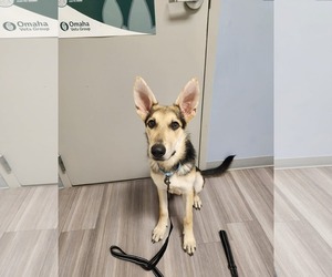 Harrison - Male German Shepherd Dog Dog for Adoption - Photo #8