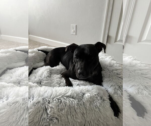 Medium Photo #2 Labrador Retriever-Unknown Mix Puppy For Sale in Virginia Beach, VA, USA