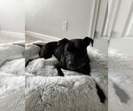 Small #1 Labrador Retriever Mix
