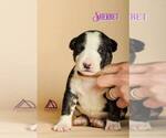 Small Photo #13 Miniature Bull Terrier Puppy For Sale in Dnipro, Dnipro, Ukraine