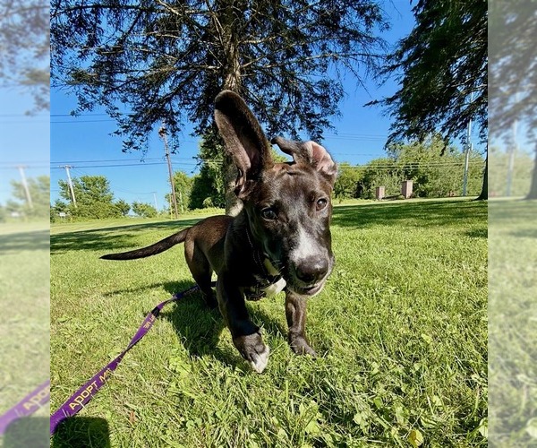 Medium Photo #10 Mutt Puppy For Sale in Gloversville, NY, USA