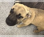 Small #1 Labrador Retriever Mix