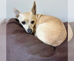 Small #5 Chihuahua Mix
