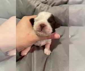 Shih Tzu Puppy for sale in VISALIA, CA, USA